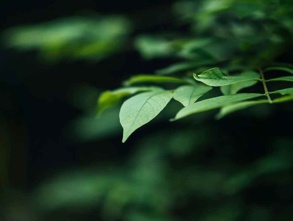 The “stand and deliver” COP